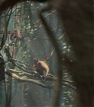 2008-Shia-LaBeouf-as-Mutt-Williams-in-Indiana-Jones-4-Screencaps-0812.jpg