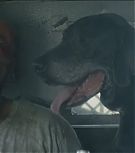 2019-Shia-LaBeouf-as-Tyler-in-The-Peanut-Butter-Falcon-HD-Screencaptures-0234.jpg