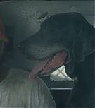 2019-Shia-LaBeouf-as-Tyler-in-The-Peanut-Butter-Falcon-HD-Screencaptures-0258.jpg