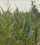 2019-Shia-LaBeouf-as-Tyler-in-The-Peanut-Butter-Falcon-HD-Screencaptures-0520.jpg