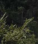 2019-Shia-LaBeouf-as-Tyler-in-The-Peanut-Butter-Falcon-HD-Screencaptures-1209.jpg